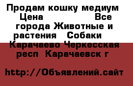 Продам кошку медиум › Цена ­ 6 000 000 - Все города Животные и растения » Собаки   . Карачаево-Черкесская респ.,Карачаевск г.